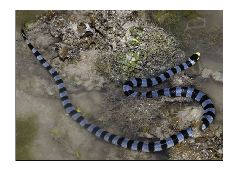 rắn biển Taipan top độc nhất thế giới