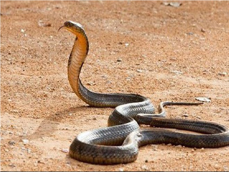 rắn độc nhất thế giới top 10