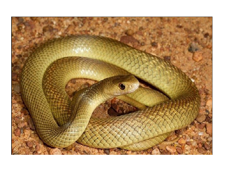rắn độc nhất